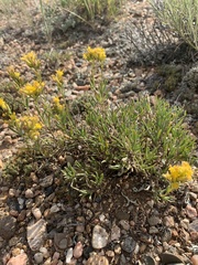 Chrysothamnus vaseyi