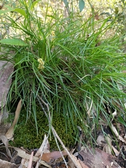 Lomandra obliqua
