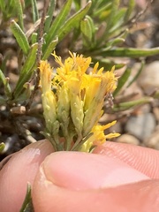 Chrysothamnus vaseyi