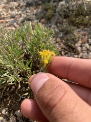 Chrysothamnus vaseyi