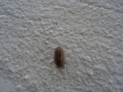 Armadillidium granulatum