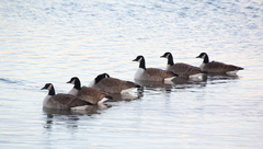 Branta canadensis