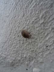 Armadillidium granulatum