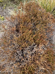 Dracophyllum pronum