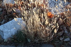 Setaria pumila
