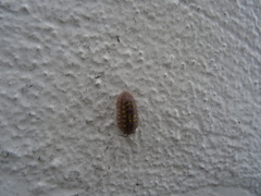 Armadillidium granulatum