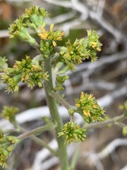 Eriogonum alatum