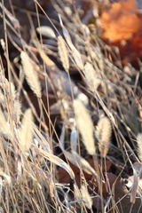 Setaria pumila