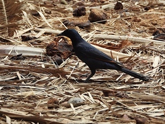 Onychognathus blythii