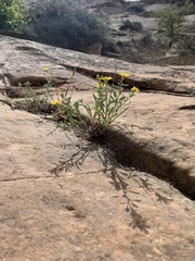 Heterotheca