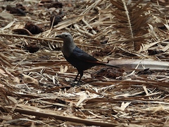 Onychognathus blythii