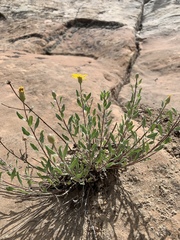 Heterotheca