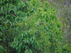 Eupsittula aurea