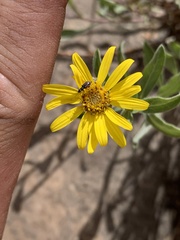 Heterotheca