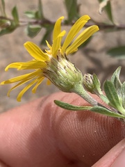 Heterotheca