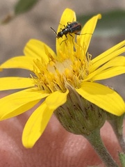 Heterotheca