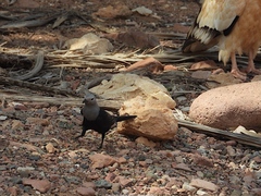 Onychognathus blythii