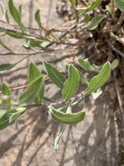 Heterotheca