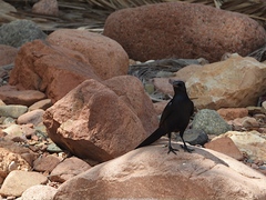 Onychognathus blythii