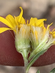 Heterotheca