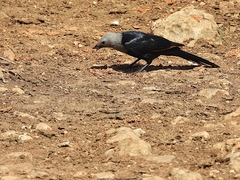 Onychognathus blythii