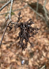 Eriophyes betulae