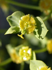 Euphorbia schizoloba