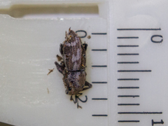 Parapantomorus fluctuosus