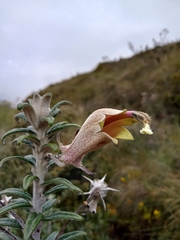 Siphocampylus paramicola