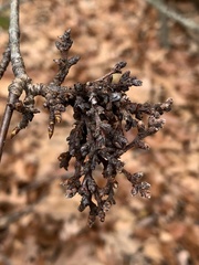 Eriophyes betulae