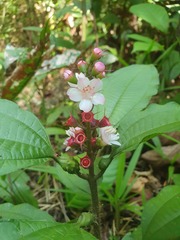 Miconia bullifera