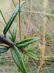 Siphocampylus paramicola