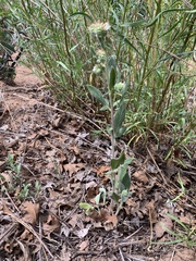Phacelia heterophylla