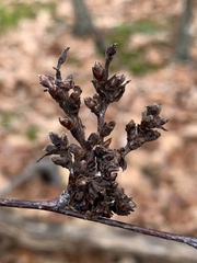 Eriophyes betulae