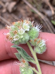 Phacelia heterophylla