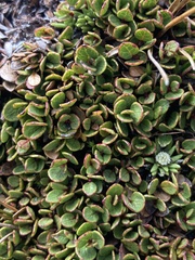 Gaultheria nubicola