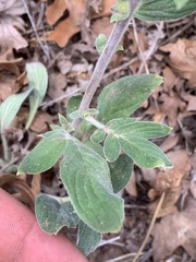 Phacelia heterophylla