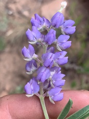 Lupinus ammophilus