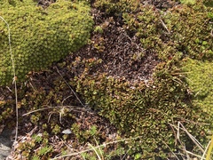 Gaultheria nubicola
