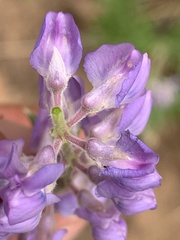 Lupinus ammophilus