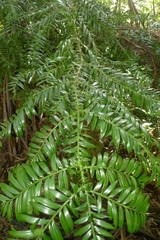 Araucariaceae