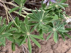 Lupinus ammophilus