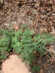 Lupinus ammophilus