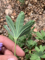 Lupinus ammophilus