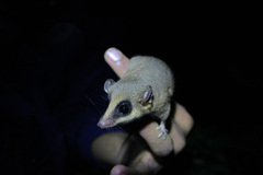 Marmosa robinsoni