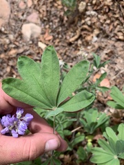Lupinus ammophilus
