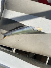 Malacanthus plumieri