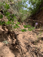 Lupinus ammophilus