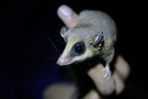 Robinson's Mouse Opossum