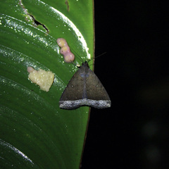 Coremagnatha orionalis